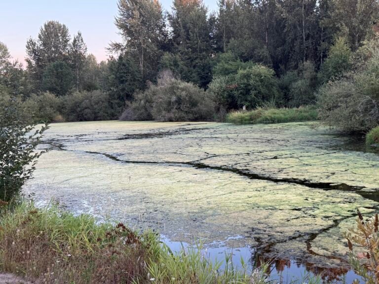 Monkey Business: The Shortcut That Isn’t